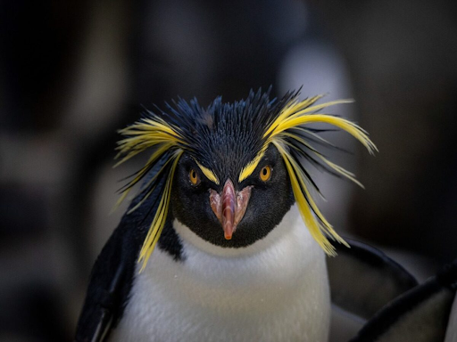 Rockhopper Penguin; Calgary Zoo